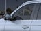 2026 Ford Expedition MAX Platinum®