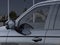 2026 Ford Expedition Tremor®